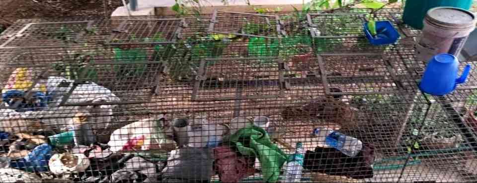 Bird / Rabbit Cage for sale